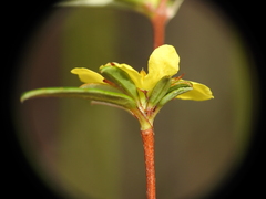 Hibbertia salicifolia