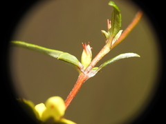 Hibbertia salicifolia