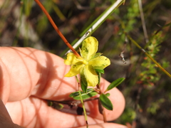Hibbertia salicifolia