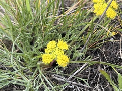 Lomatium