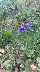Phacelia campanularia