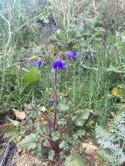 Phacelia campanularia