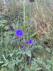 Phacelia campanularia