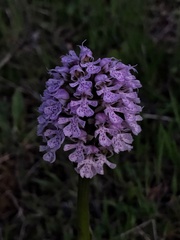 Neotinea conica