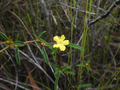 Hibbertia salicifolia