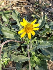 Tetragonotheca texana