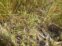 Hibbertia salicifolia