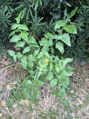 Sonchus oleraceus