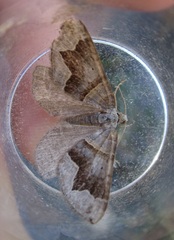Scotopteryx moeniata