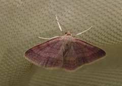 Scopula rubiginata