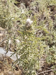 Ambrosia confertiflora