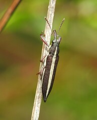 Rhinotia suturalis