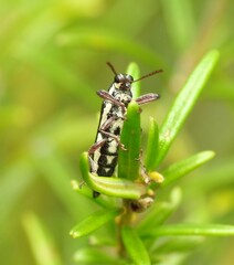 Rhinotia suturalis