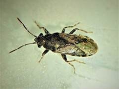 Heterogaster urticae