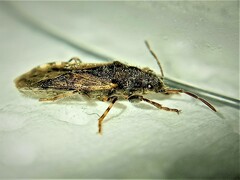 Heterogaster urticae