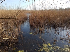 Phragmites australis australis