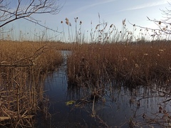 Phragmites australis australis
