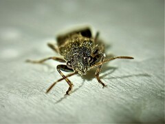 Heterogaster urticae