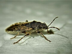 Heterogaster urticae