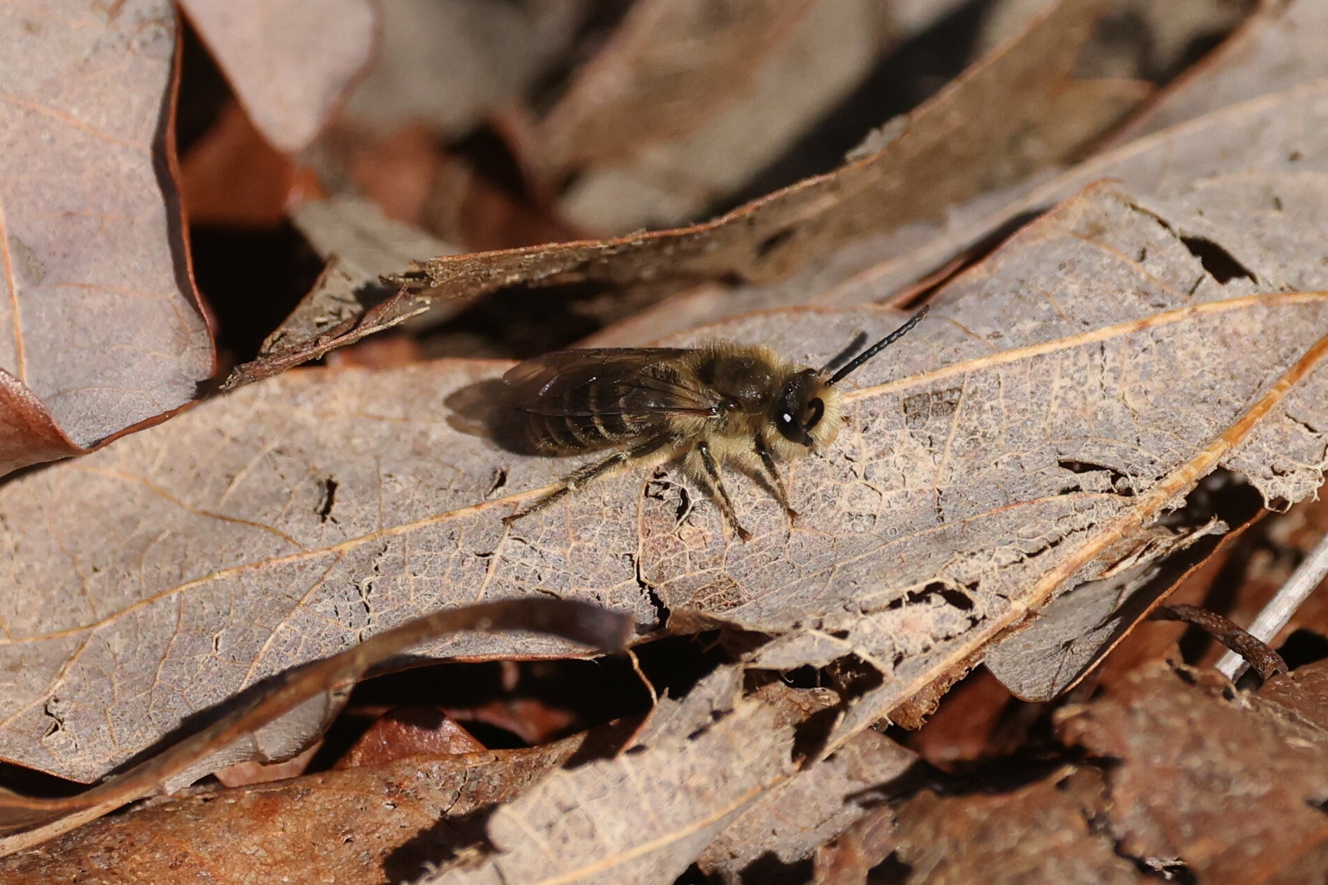Haplotrinchus Inaequalis Colletes inaequalis Say, 1837