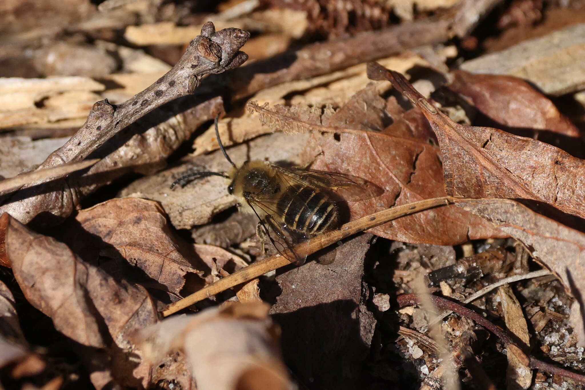 Haplotrinchus Inaequalis Colletes inaequalis Say, 1837