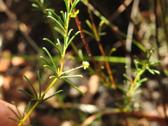 Acacia baueri baueri