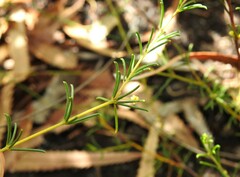 Acacia baueri baueri