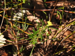 Acacia baueri baueri