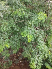 Mimosa caesalpiniifolia