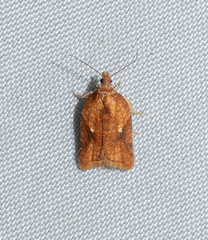 Acleris aspersana