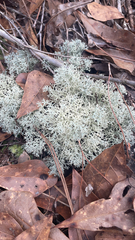 Cladonia evansii