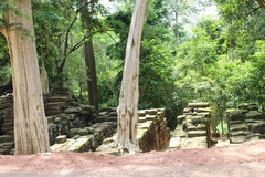 Lagerstroemia calyculata