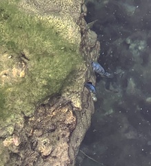 Cyprinodon nevadensis