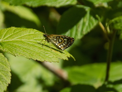 Heteropterus morpheus
