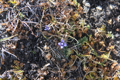Comastoma