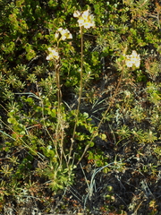 Draba cinerea
