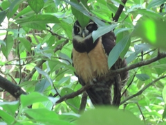 Pulsatrix perspicillata