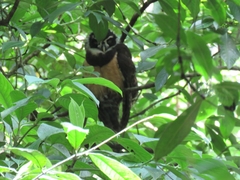 Pulsatrix perspicillata