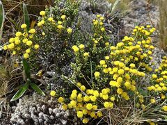 Helichrysum parvifolium