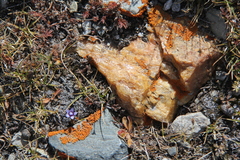 Comastoma