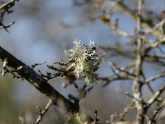 Evernia prunastri