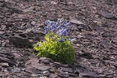 Delphinium brunonianum