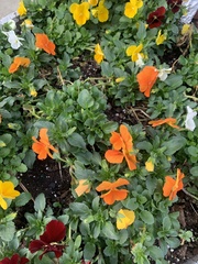 Viola × wittrockiana