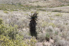 Aloe ferox