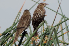 Agelaius phoeniceus californicus