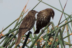 Agelaius phoeniceus californicus
