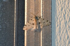 Phigalia strigataria