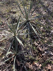 Yucca necopina
