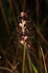 Genoplesium ostrinum