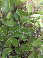 Brachyglottis elaeagnifolia